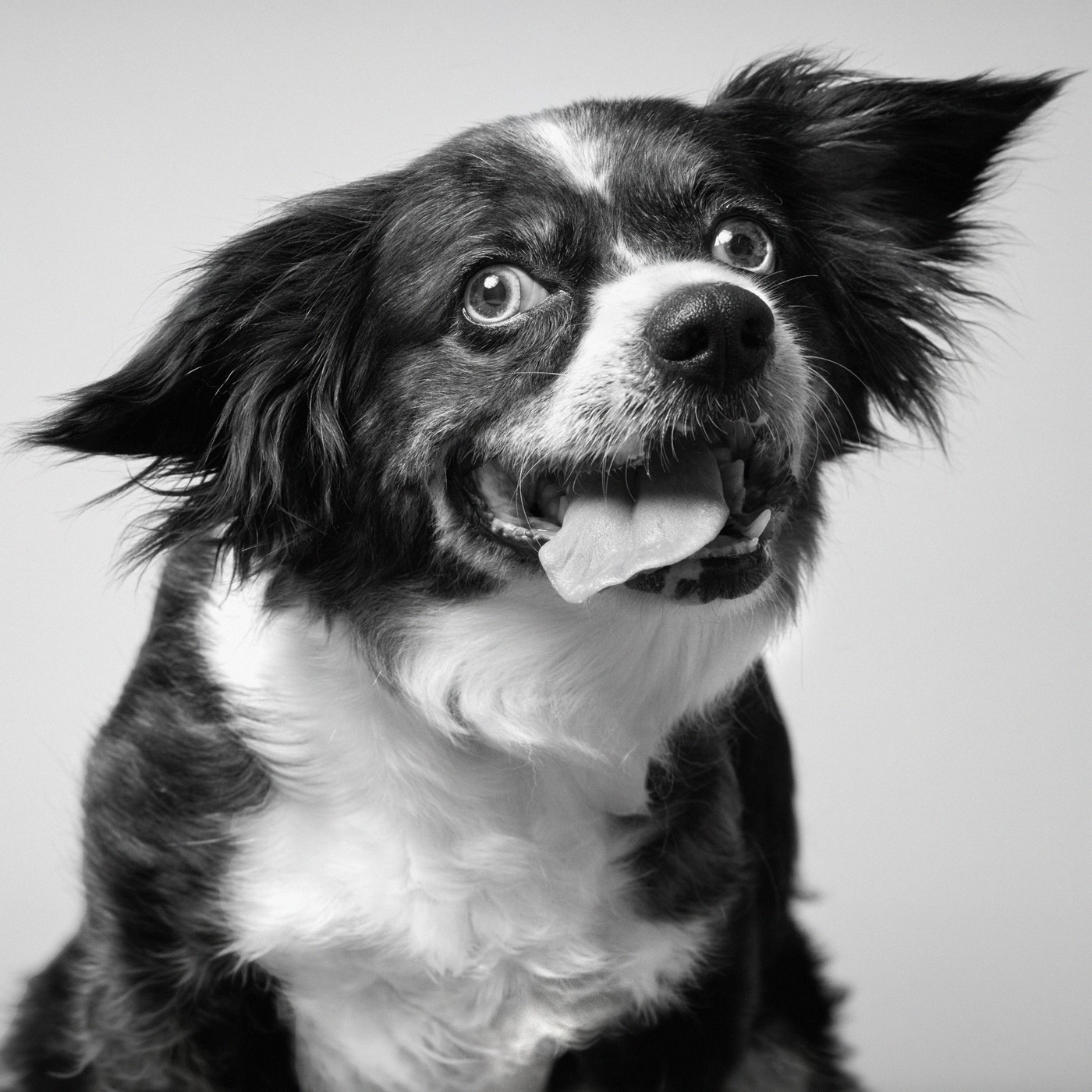 Ritratto di border collie, occhi chiari